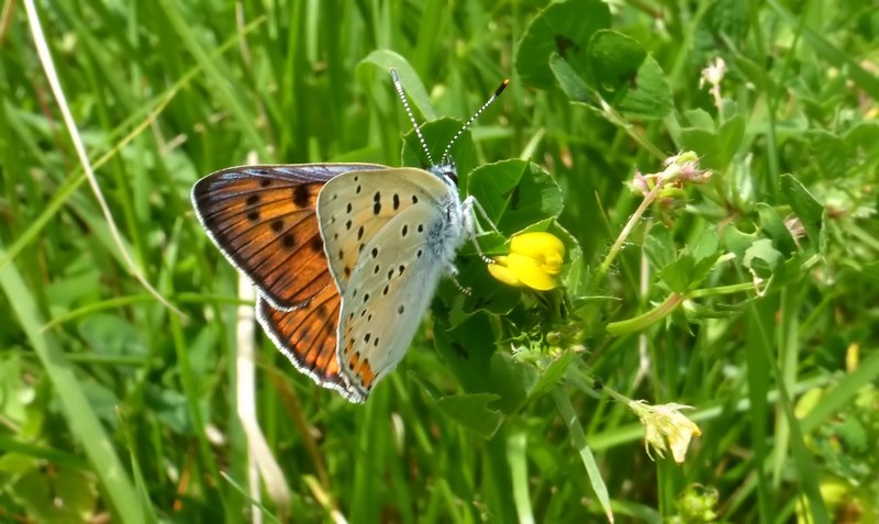 farfalle sul Lago